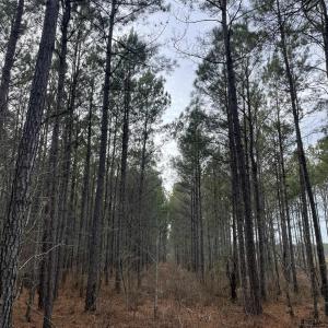 Photo #4 of TBD Rocky Ford Rd., Salters, SC 120.0 acres
