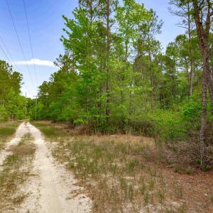 Photo #16 of Sand Plant Rd., Nichols, SC 66.0 acres