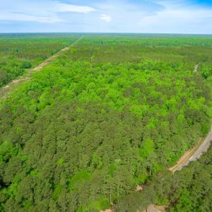 Photo #22 of Sand Plant Rd., Nichols, SC 66.0 acres