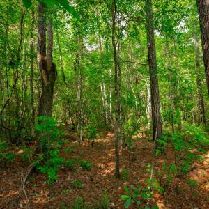 Photo #14 of Sand Plant Rd., Nichols, SC 66.0 acres