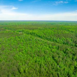 Photo #8 of Sand Plant Rd., Nichols, SC 66.0 acres