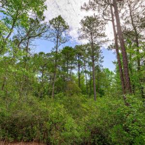 Photo #17 of Sand Plant Rd., Nichols, SC 66.0 acres