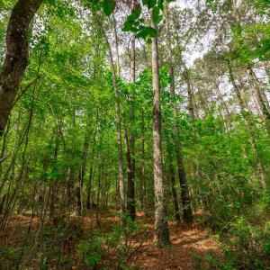 Photo #15 of Sand Plant Rd., Nichols, SC 66.0 acres