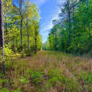 Photo #10 of 9985 Highway 17 North, McClellanville, SC 4.7 acres