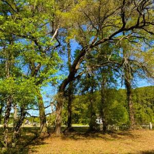 Photo #22 of 9985 Highway 17 North, McClellanville, SC 4.7 acres