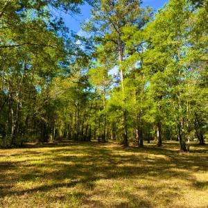 Photo #8 of 9985 Highway 17 North, McClellanville, SC 4.7 acres