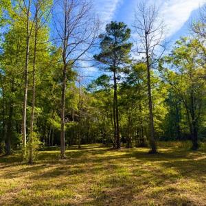 Photo #7 of 9985 Highway 17 North, McClellanville, SC 4.7 acres