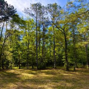 Photo #27 of 9985 Highway 17 North, McClellanville, SC 4.7 acres