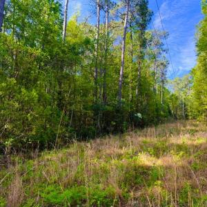 Photo #15 of 9985 Highway 17 North, McClellanville, SC 4.7 acres
