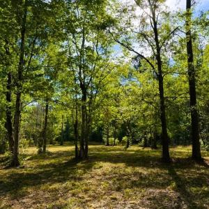 Photo #28 of 9985 Highway 17 North, McClellanville, SC 4.7 acres