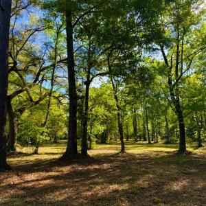 Photo #25 of 9985 Highway 17 North, McClellanville, SC 4.7 acres