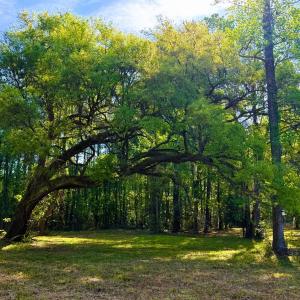 Photo #3 of 9985 Highway 17 North, McClellanville, SC 4.7 acres