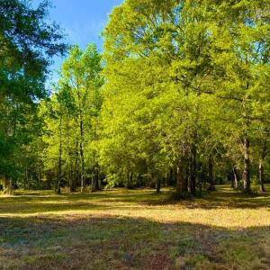 Photo #2 of 9985 Highway 17 North, McClellanville, SC 4.7 acres