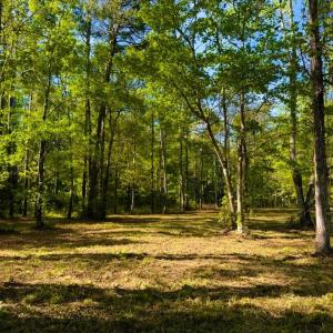 Photo #19 of 9985 Highway 17 North, McClellanville, SC 4.7 acres