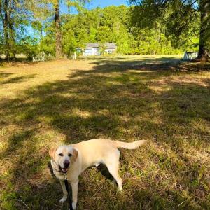 Photo #20 of 9985 Highway 17 North, McClellanville, SC 4.7 acres