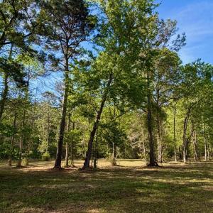 Photo #11 of 9985 Highway 17 North, McClellanville, SC 4.7 acres