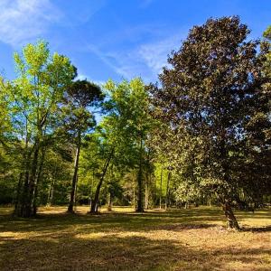 Photo #9 of 9985 Highway 17 North, McClellanville, SC 4.7 acres