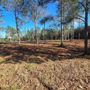 Photo #3 of 1513 Oakdale Rd., Loris, SC 0.5 acres