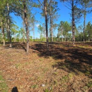 Photo #2 of 1513 Oakdale Rd., Loris, SC 0.5 acres