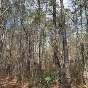 Photo #11 of School Bus Rd, Jamestown, SC 29.5 acres