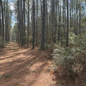 Photo #5 of School Bus Rd, Jamestown, SC 29.5 acres
