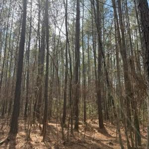 Photo #9 of School Bus Rd, Jamestown, SC 29.5 acres