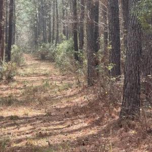 Photo #6 of School Bus Rd, Jamestown, SC 29.5 acres
