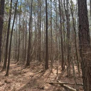 Photo #8 of School Bus Rd, Jamestown, SC 29.5 acres