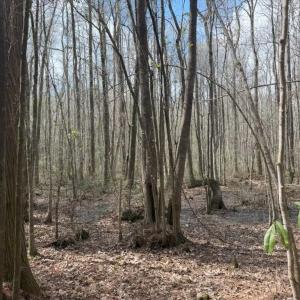 Photo #7 of School Bus Rd, Jamestown, SC 29.5 acres