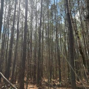 Photo #10 of School Bus Rd, Jamestown, SC 29.5 acres