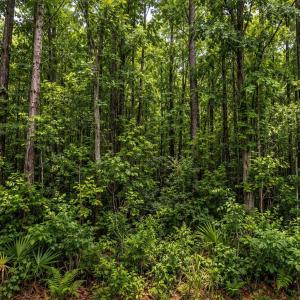 Photo #1 of Robert Pl, Mullins, SC 0.2 acres