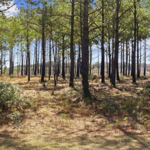Photo #31 of 2862 Vanderbilt Blvd., Pawleys Island, SC 1.4 acres