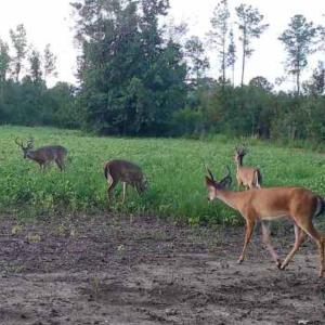 Photo #4 of TBD Muddy Creek Rd., Johnsonville, SC 86.5 acres