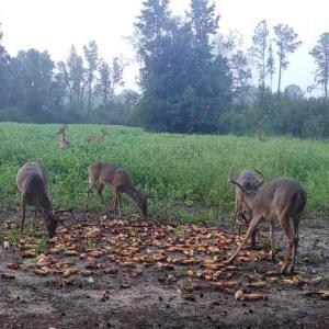 Photo #6 of TBD Muddy Creek Rd., Johnsonville, SC 86.5 acres