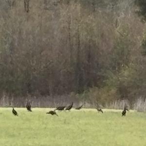 Photo #7 of TBD Muddy Creek Rd., Johnsonville, SC 86.5 acres
