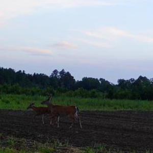Photo #6 of TBD Muddy Creek Rd., Johnsonville, SC 86.5 acres