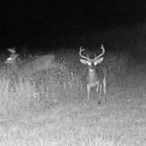 Photo #5 of TBD Muddy Creek Rd., Johnsonville, SC 86.5 acres