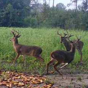 Photo #3 of TBD Muddy Creek Rd., Johnsonville, SC 86.5 acres