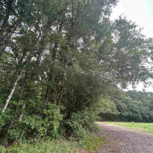 Photo #5 of TBD Johnson  Rd., Galivants Ferry, SC 6.2 acres