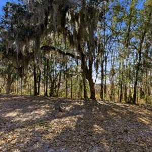Photo #19 of 602 Chapman Loop, Pawleys Island, SC 0.7 acres