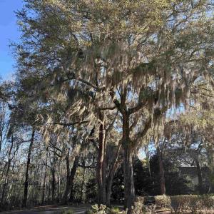 Photo #26 of 602 Chapman Loop, Pawleys Island, SC 0.7 acres