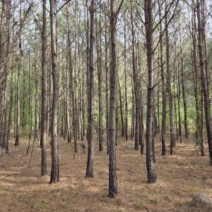 Photo #2 of 5328 County Line Rd., Andrews, SC 4.6 acres