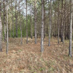 Photo #3 of 5328 County Line Rd., Andrews, SC 4.6 acres