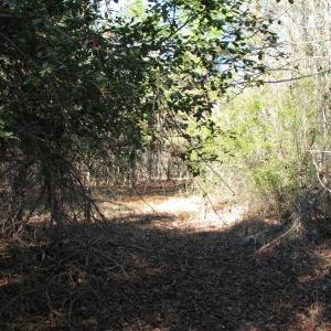 Photo #38 of Cannery Rd, Dalzell, SC 75.0 acres