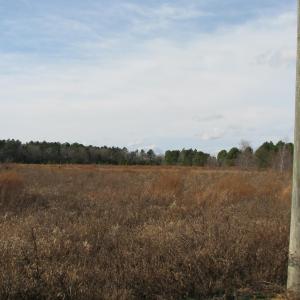 Photo #10 of Cannery Rd, Dalzell, SC 75.0 acres