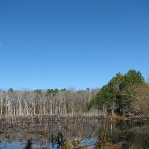 Photo #43 of Cannery Rd, Dalzell, SC 75.0 acres