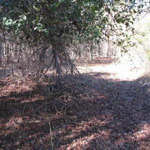 Photo #37 of Cannery Rd, Dalzell, SC 75.0 acres