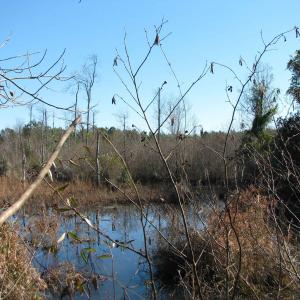 Photo #31 of Cannery Rd, Dalzell, SC 75.0 acres