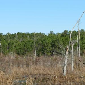 Photo #29 of Cannery Rd, Dalzell, SC 75.0 acres