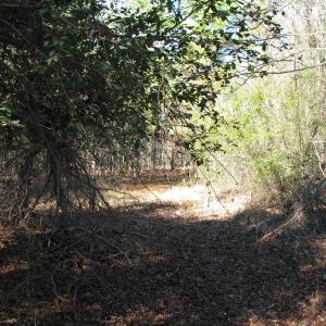 Photo #39 of Cannery Rd, Dalzell, SC 75.0 acres